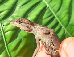 Anolis tropidogaster