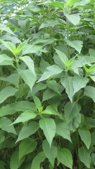 Helianthus tuberosus
