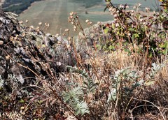 Potentilla agrimonioides