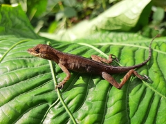 Anolis tropidogaster