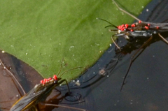 Limnochares aquatica