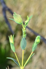 Pimelea linifolia linifolia