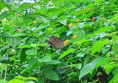 Euploea mulciber mulciber