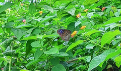 Euploea mulciber mulciber