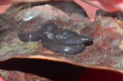 Typhlonectes compressicauda