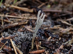 Clavulina tasmanica
