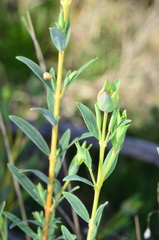 Pimelea linifolia linifolia