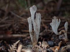Clavulina tasmanica