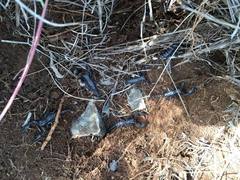 Pandipalpus viatoris