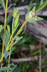 Pimelea linifolia linifolia