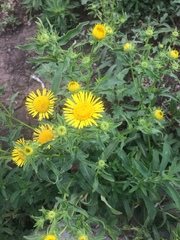 Pentanema britannica