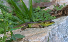 Cnemidophorus ruatanus