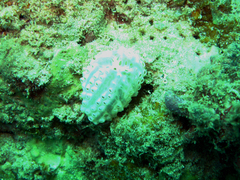Aplousobranchia