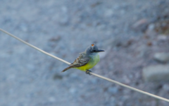 Tyrannus melancholicus