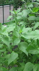 Helianthus tuberosus