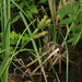 Carex hyalinolepis - Photo (c) summerazure,  זכויות יוצרים חלקיות (CC BY-NC-SA)