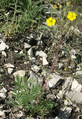 Potentilla eversmanniana