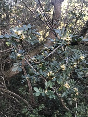 Hippobromus pauciflorus