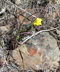 Nothocalais troximoides