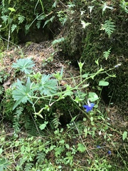 Delphinium trolliifolium