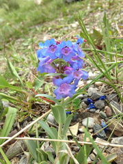 Penstemon nitidus