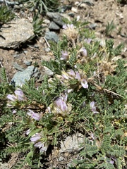 Astragalus sempervirens