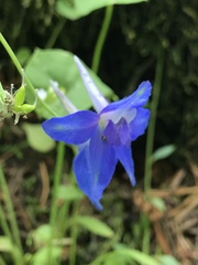 Delphinium trolliifolium