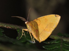 Heterolocha