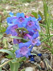 Penstemon nitidus