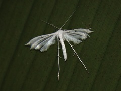 Pterophorus