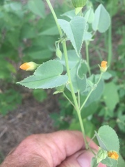 Abutilon fruticosum