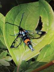 Synanthedon stomoxiformis
