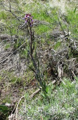 Boechera sparsiflora