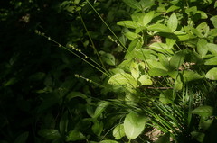 Carex leersii
