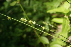 Carex leersii