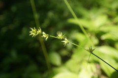 Carex leersii