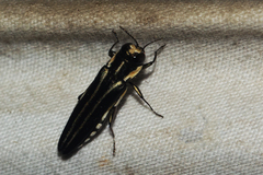 Agrilus cupriventris