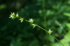 Carex leersii