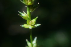 Carex leersii