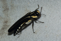 Agrilus cupriventris
