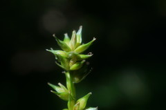 Carex leersii