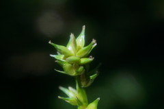 Carex leersii