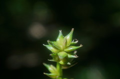 Carex leersii