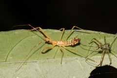 Epidaus sexspinus