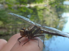 Phanogomphus spicatus