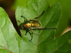 Amphicoma carcelii