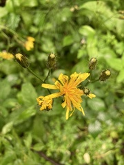 Crepis paludosa