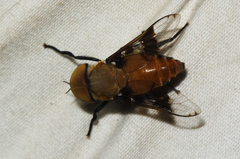 Ancala africana