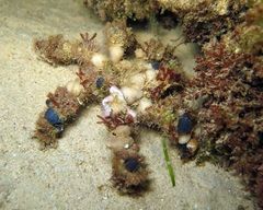Camposcia retusa