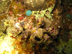 Camposcia retusa